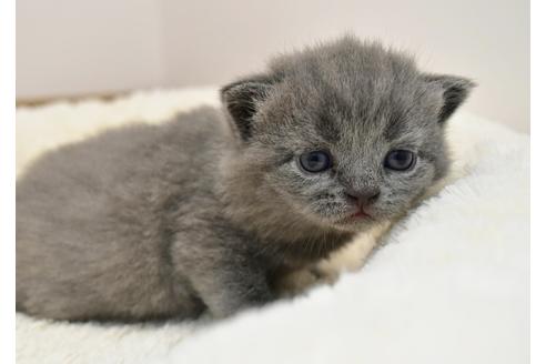 成約済の千葉県のブリティッシュショートヘア-9159の3枚目